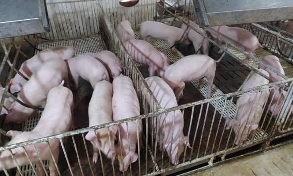 Giá heo hơi miền Bắc giữ trong khoảng 44.000 – 46.000 đồng/kg