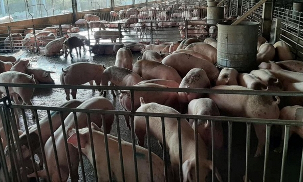 Giá heo hơi miền Bắc được dự đoán tăng trở lại