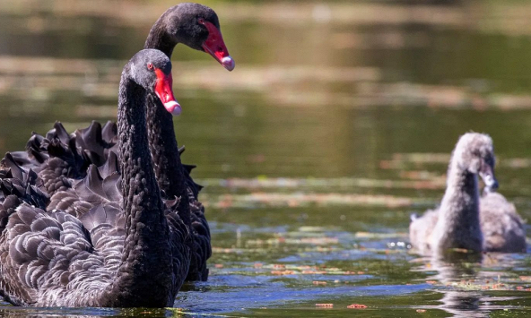 Triều Tiên nuôi thiên nga đen để giải quyết tình trạng thiếu lương thực