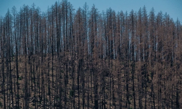 Các quốc gia tham dự COP26 cam kết chi hơn 19 tỷ USD để ngăn chặn tình trạng phá rừng