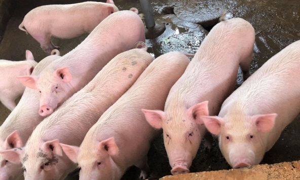 Giá heo hơi miền Nam cao hơn miền Bắc 4.000 – 6.000 đồng/kg