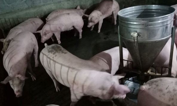 Giá heo hơi sắp bước vào đợt tăng mới