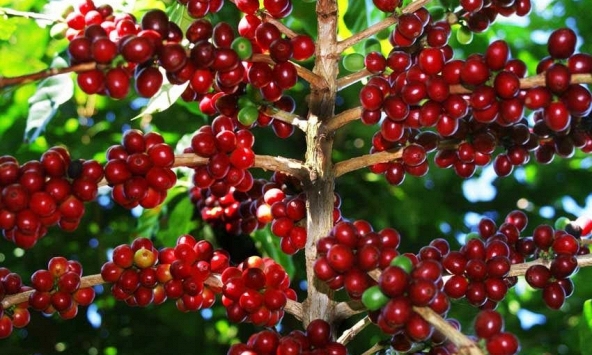 Xuất khẩu cà phê Việt Nam trong 10 tháng đầu năm được dự báo thấp hơn dự kiến