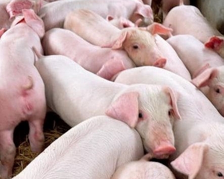 Giá heo hơi tiếp tục đi ngang, miền Trung – Tây Nguyên cao nhất