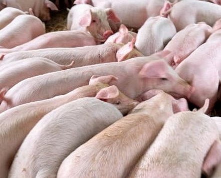 Giá heo hơi giảm nhẹ tại nhiều địa phương