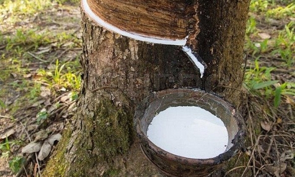 Giá cao su trong nước tăng nhẹ