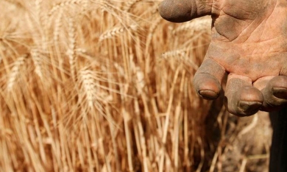 Giá lương thực toàn cầu đạt mức cao nhất trong vòng 10 năm qua