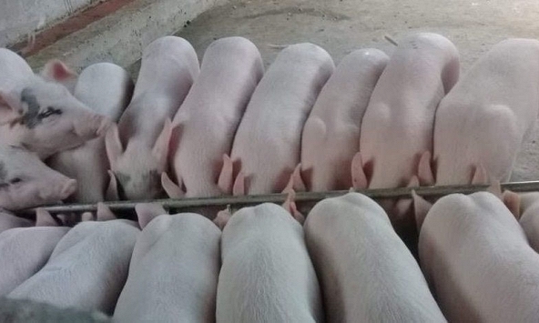 Giá heo hơi miền Bắc giảm nhẹ