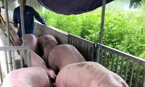 Dịch COVID-19 phức tạp, giá heo hơi lại rớt