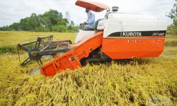 Giá gạo xuất khẩu được giữ vững