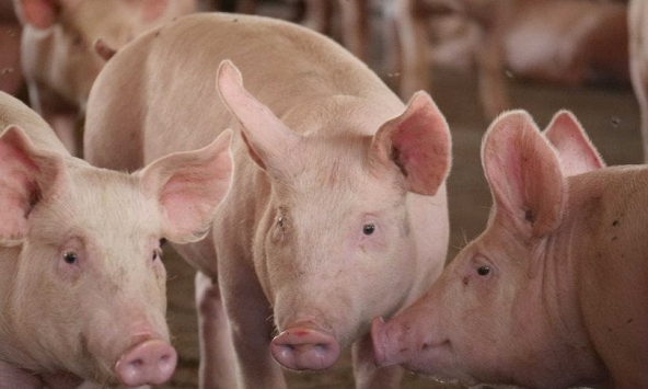 Giá heo hơi tiếp tục giảm nhẹ
