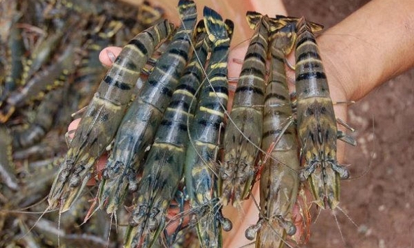 Giá thủy sản nguyên liệu tăng mạnh