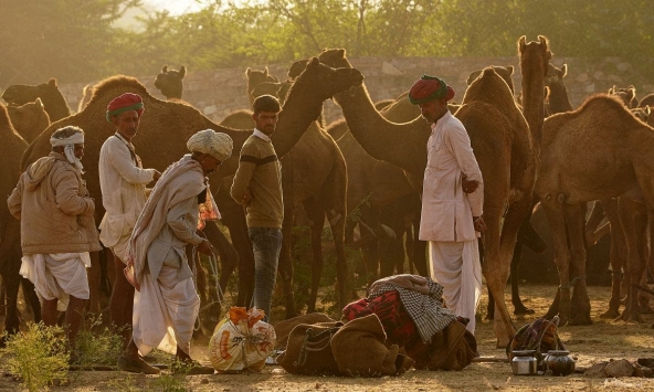 Ấn Độ mở lại phiên chợ lạc đà Pushkar nổi tiếng sau 1 năm tạm hoãn do COVID-19