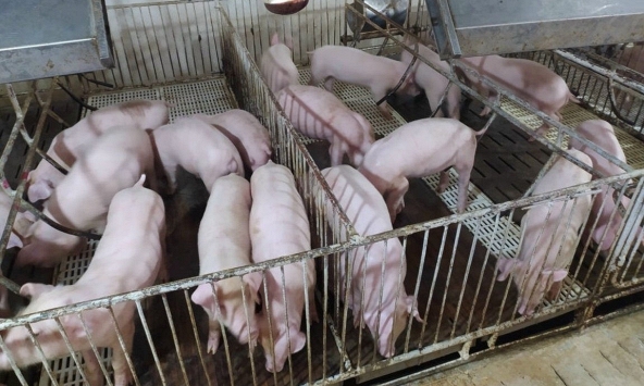 Giá heo hơi miền Bắc tiếp tục giảm vì dịch tả châu Phi