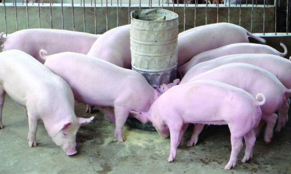 Giá heo hơi cả nước đi ngang