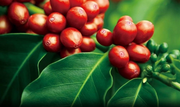 Giá cà phê thế giới tiếp tục điều chỉnh giảm