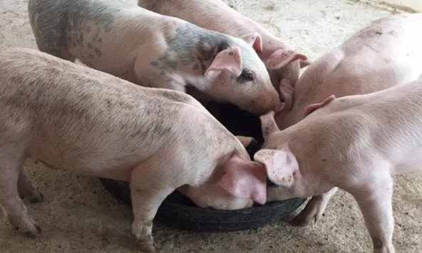 Đà giảm giá heo hơi chậm lại