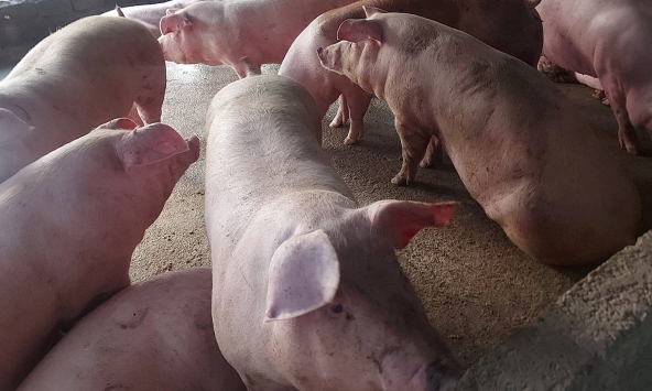 Giá heo hơi tiếp tục giảm tại miền Bắc, miền Trung