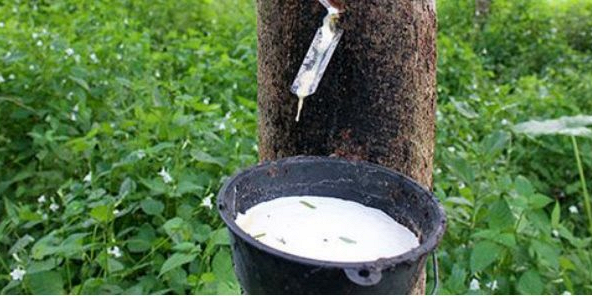 Giá cao su đang trong giai đoạn giảm