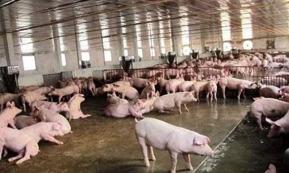 Giá heo hơi đứng ở mức 40.000 – 42.000 đồng/kg