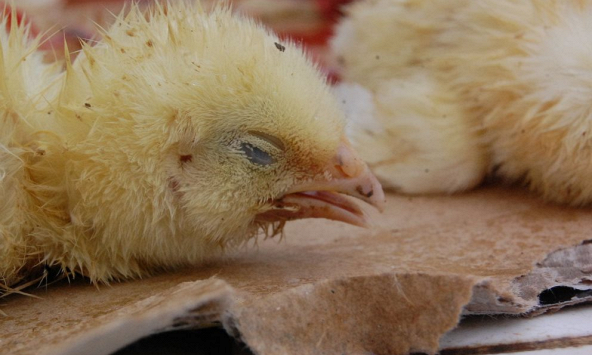 OIE cảnh báo cúm gia cầm có thể bùng phát tại châu Á và châu Âu