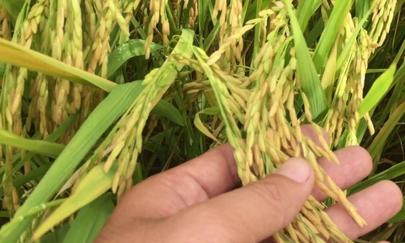 Giá lúa gạo giảm ở Đồng bằng sông Cửu Long giảm nhẹ