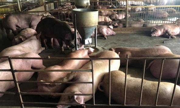 Doanh nghiệp liên tục giảm giá heo hơi bán ra, người nuôi lo lắng