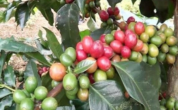 Giá cà phê bất ngờ giảm mạnh 