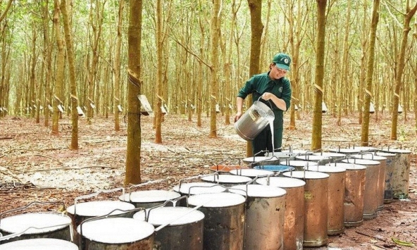 Giá cao su đồng loạt tăng mạnh trên các sàn châu Á