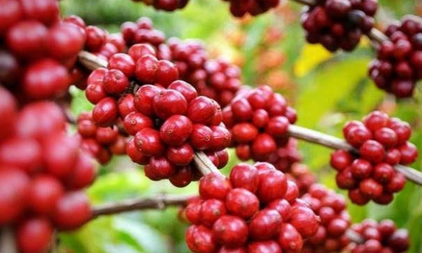 Nguồn cung hạn chế, giá cà phê thế giới tiếp tục tăng cao