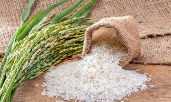 Giá lúa gạo trong nước ổn định, giá gạo xuất khẩu tiếp tục đi ngang