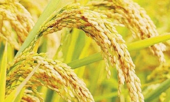 Giá gạo 5% tấm xuất khẩu Việt Nam ổn định ở mức trên 425 USD/tấn