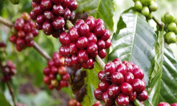 Giá cà phê tăng trở lại sau phiên giảm hôm qua