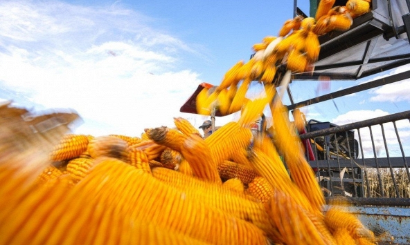 Trung Quốc kêu gọi 'cảnh giác' với giá ngũ cốc tăng trong cuộc chiến giành an ninh lương thực