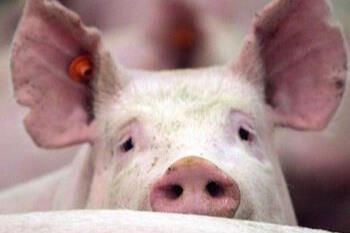 Giá heo hơi được dự báo tăng mạnh những ngày tới