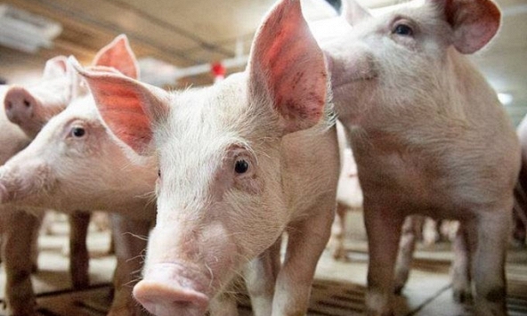 Giá heo hơi miền Bắc vẫn tăng, miền Nam đứng giá