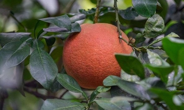 Thị trường xuất hiện bưởi đỏ giá hơn 1 triệu đồng/trái