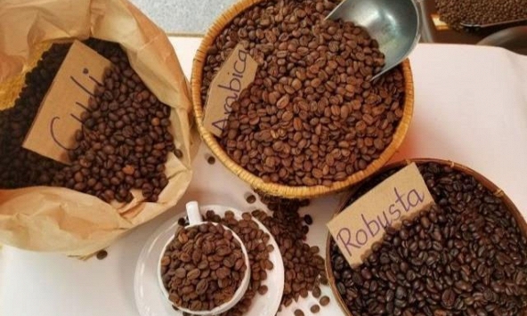 Giá cà phê đảo chiều giảm 800 đồng/kg
