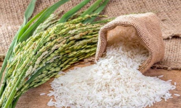 Giá gạo ổn định, giá lúa biến động trái chiều