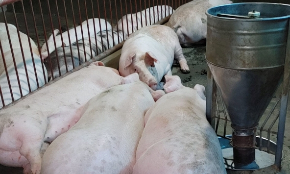 Giá heo hơi miền Bắc quay đầu giảm mạnh