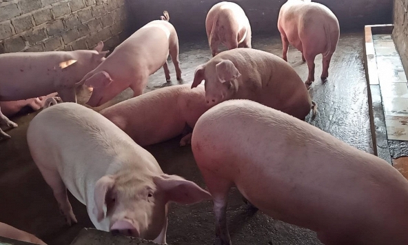 Giá heo hơi miền Bắc tiếp tục giảm