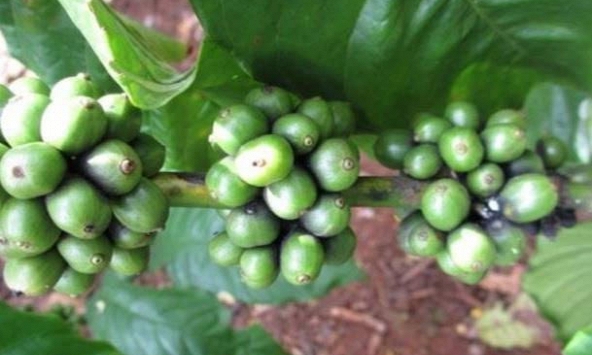 Giá cà phê trong nước tăng 500 đồng/kg 