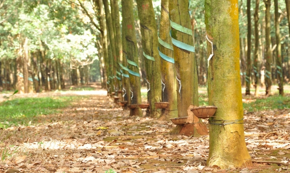 Giá cao su tiếp tục giảm do thời tiết và biến chủng mới của COVID-19