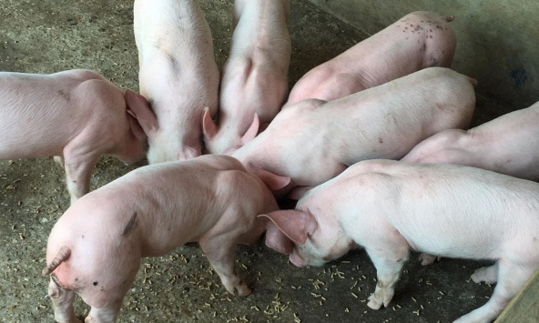 Giá heo hơi cả nước đi ngang