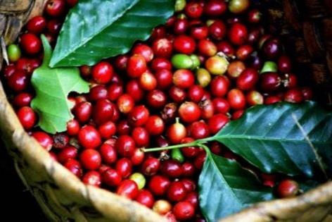 Giá cà phê thế giới tháng 11 'lập đỉnh' 10 năm qua