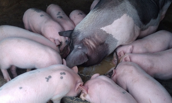 Giá heo hơi những ngày tới: Xu hướng tăng mạnh