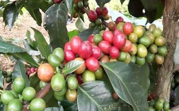 Giá cà phê tiếp tục tăng trên thị trường thế giới