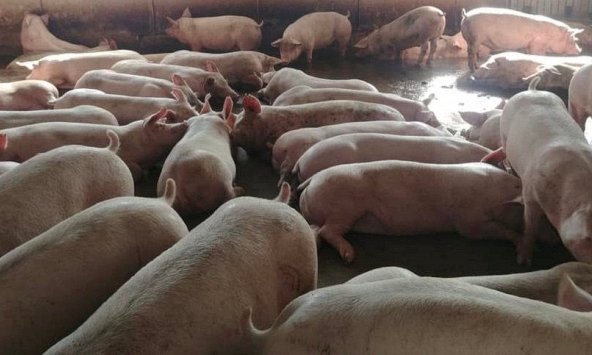 Giá heo hơi được dự báo tiếp tục tăng trong những ngày tới