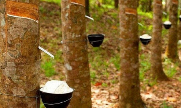 Giá cao su tăng mạnh trên sàn châu Á