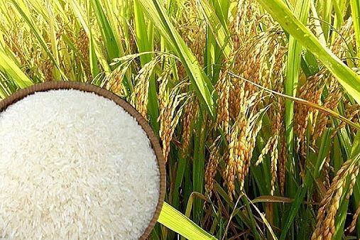Giá lúa gạo điều chỉnh trái chiều